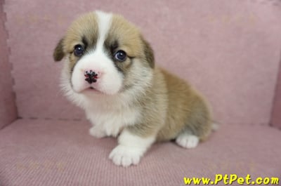 04/01雙色柯基犬母幼犬2號(高雄美濃)5