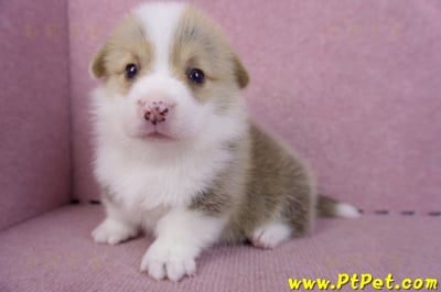 11/05雙色柯基犬公幼犬2號(桃園平鎮)5