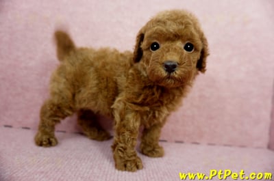 04/15玩具型紅貴賓公幼犬1號(屏東竹田)7