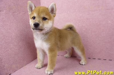 06/09赤色柴犬公幼犬1號(桃園)9