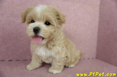 04/11奶油色馬爾泰迪公幼犬1號(桃園市)10