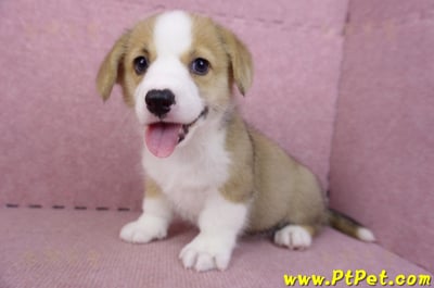 08/29雙色柯基犬母幼犬1號9