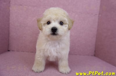 09/12泰迪比熊母幼犬1號(台南西港)3