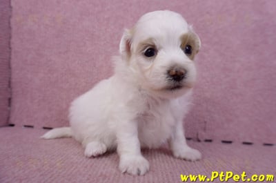 09/27馬爾泰迪母幼犬1號(台中豐原)4