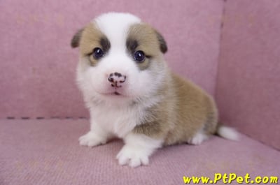 02/11雙色柯基犬公幼犬8