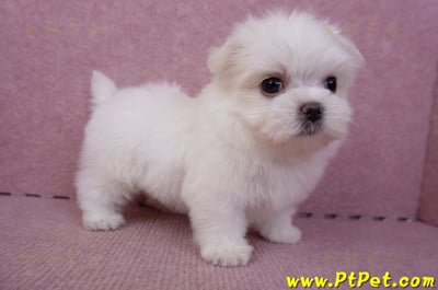 06/26迷你型馬爾濟斯公幼犬1號(台北南港)6