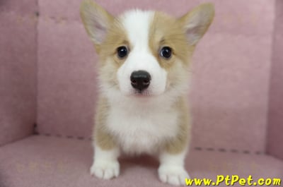 05/09雙色柯基犬母幼犬2號(高雄前鎮)2