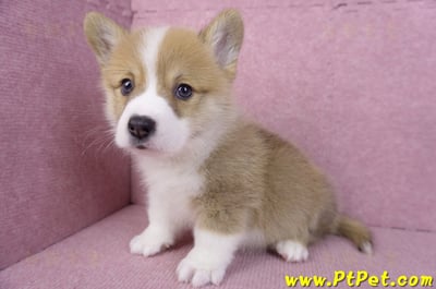 11/05雙色柯基犬公幼犬2號(屏東內埔)8