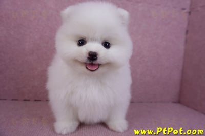 11/10松鼠白博美母幼犬(屏東內埔)3