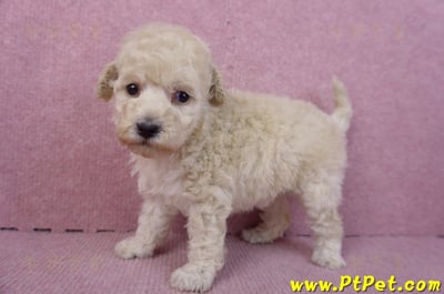 12/06玩具型奶油貴賓母幼犬1號8
