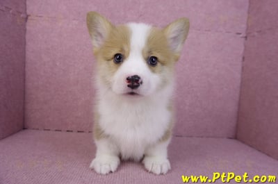 11/05雙色柯基犬公幼犬1號(高雄三民)2