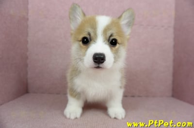 02/09雙色柯基犬公幼犬(新竹)2