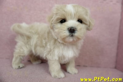 01/15奶油色馬爾泰迪 I 母幼犬(高雄新興)7