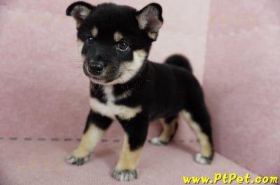 05/14黑色柴犬母幼犬2號(嘉義中埔)8