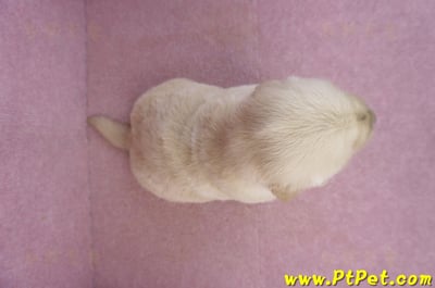 03/12黃金獵犬公幼犬3號(新北三重)7