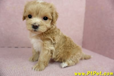 01/15奶油色馬爾泰迪 II 母幼犬(新竹市)9