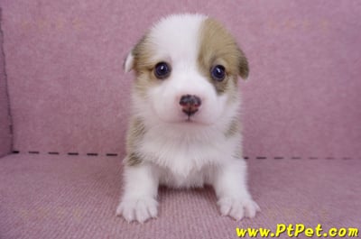 09/22雙色柯基犬母幼犬1號(屏東市)1