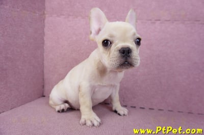 07/25奶油色法國鬥牛母幼犬2號(桃園楊梅)5