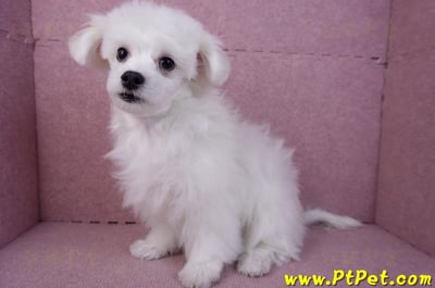 08/11馬爾濟斯公幼犬11