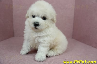 01/13泰迪比熊公幼犬(桃園市)10