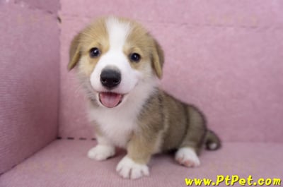 08/29雙色柯基犬公幼犬10