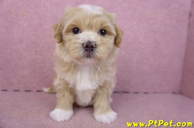 01/30馬爾泰迪公幼犬2號(新竹竹北)3