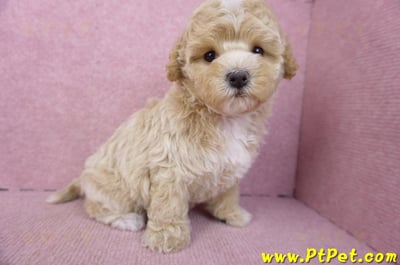 02/18泰迪比熊母幼犬3號(屏東市)6