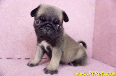 09/08巴哥公幼犬1號(新北樹林)9