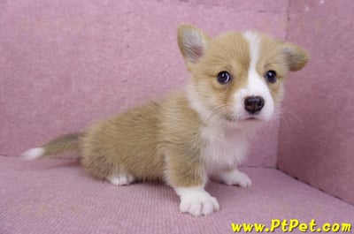 08/05雙色柯基犬母幼犬2號(屏東市)6