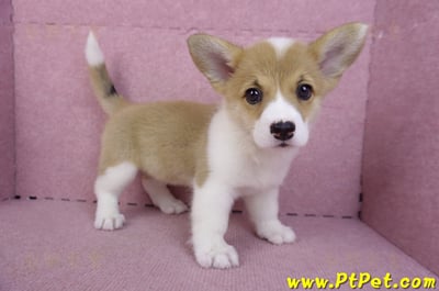 10/13雙色柯基犬母幼犬3號(台南北區)6