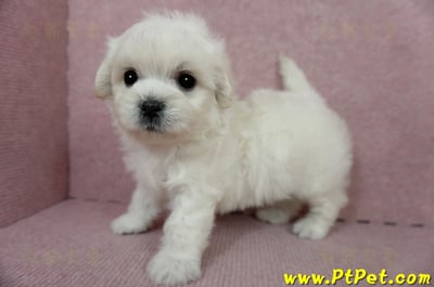 01/10奶白色馬爾泰迪公幼犬3號(屏東萬丹)14