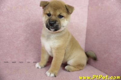 04/29赤色柴犬母幼犬(屏東東港)7