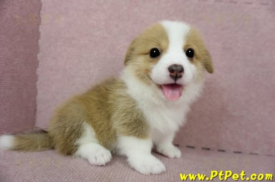 02/09雙色柯基犬母幼犬1號(台南安定)8