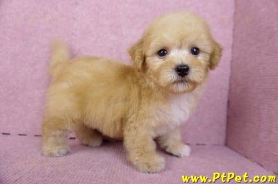 08/12泰迪比熊母幼犬(高雄鼓山)6