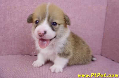 08/03雙色柯基犬公幼犬4號(屏東南州)5