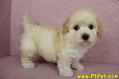 11/08泰迪比熊母幼犬1號(屏東內埔)5