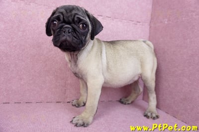 06/23巴哥母幼犬(高雄前鎮)10