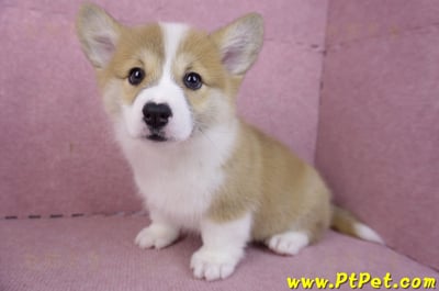 11/30雙色柯基犬母幼犬(屏東萬巒)11