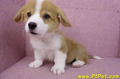 11/02雙色柯基犬公幼犬10