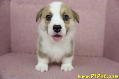 04/28雙色柯基犬公幼犬1號(桃園中壢)1