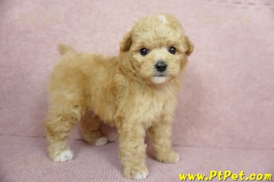 11/26迷你型奶油貴賓公幼犬2號(桃園中壢)3