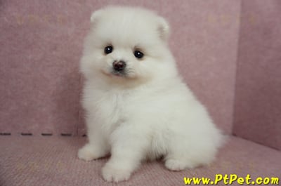 05/22迷你型松鼠白博美母幼犬(屏東高樹)9