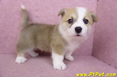 06/21雙色柯基犬公幼犬(台北)5