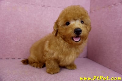 01/26紅貴賓公幼犬5