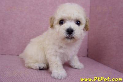 09/23泰迪比熊母幼犬1號(新北樹林)6