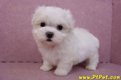 06/26迷你型馬爾濟斯公幼犬2號(高雄前金)9