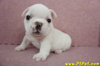 04/18奶白色法國鬥牛公幼犬(新北板橋)6