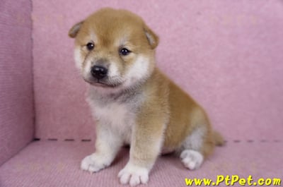 09/21赤色柴犬公幼犬(新北淡水)6