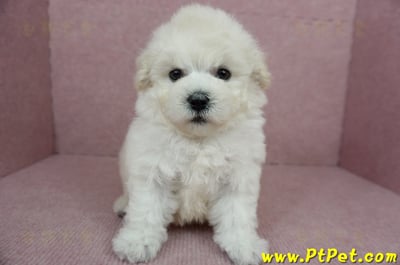 01/13泰迪比熊公幼犬(桃園市)5