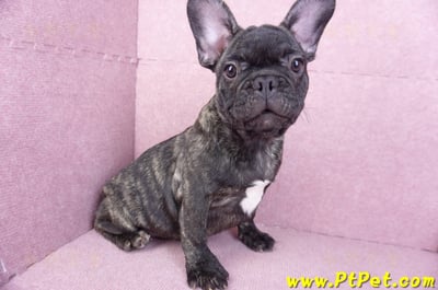 09/18虎斑色法國鬥牛母幼犬4